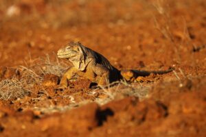 Ecuador Galapagos-5 | Kenzan Travel Ecuador, Galapagos, Foto:Conny Johansson