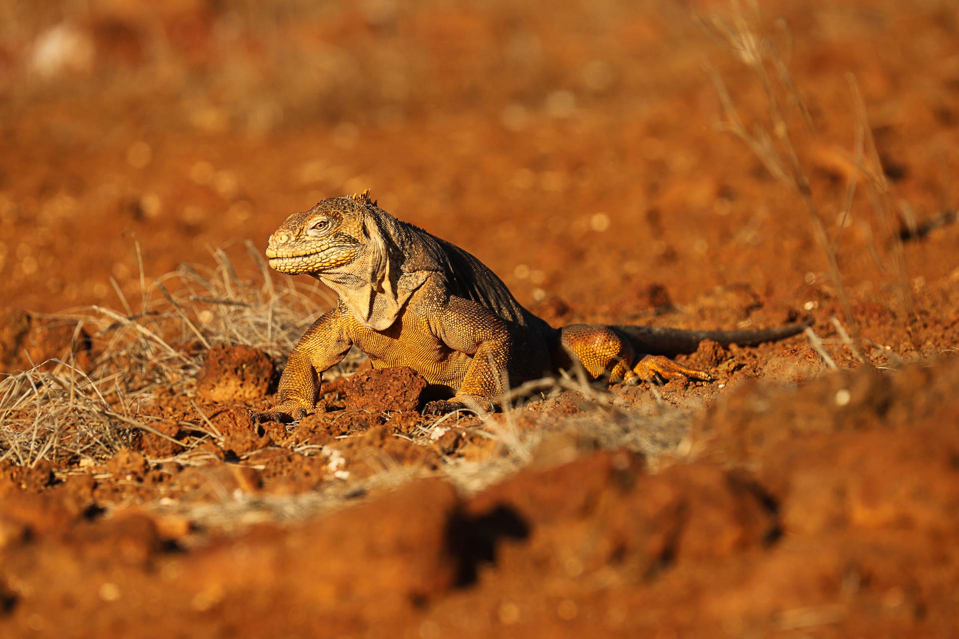 Ecuador, Galapagos, Foto:Conny Johansson