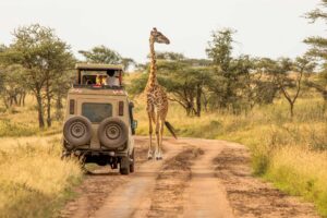 Safari i Tanzania med giraff och safarifordon på savannväg – en oförglömlig resa till Tanzania
