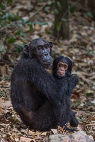 resa till Tanzania, safariparker, Gombe, chimpanser