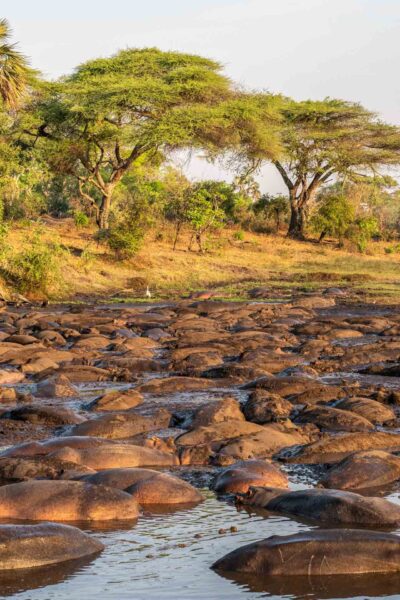 Tanzania safari, safariparker, Katavi, flodhästar i solnedgång