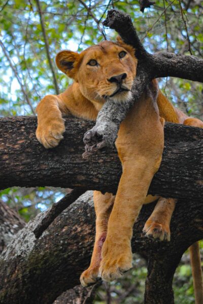 Resa till Tanzania, safariparker, Lake manyara, trädklättrande lejon