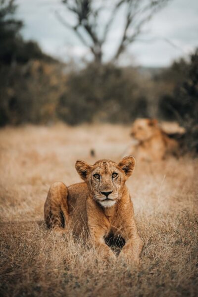 resa till Tanzania, safariparker, Nyerere, lejon i högt gräs