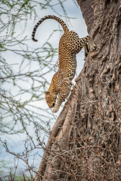 Tanzania safari, safariparker, Ruaha, leopard i träd