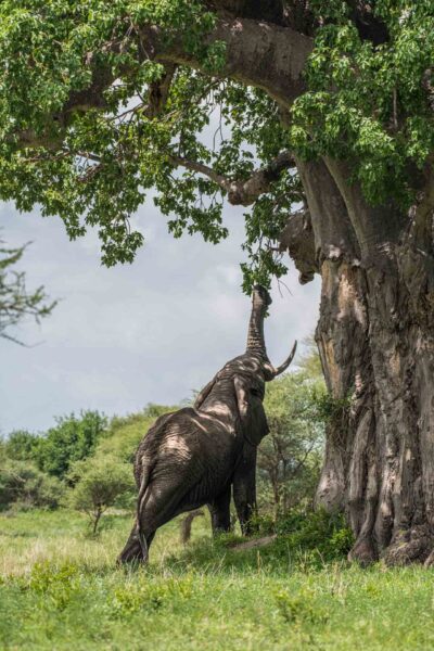 Tanzania safari, safariparker, Tarangire, Elefant under baobab