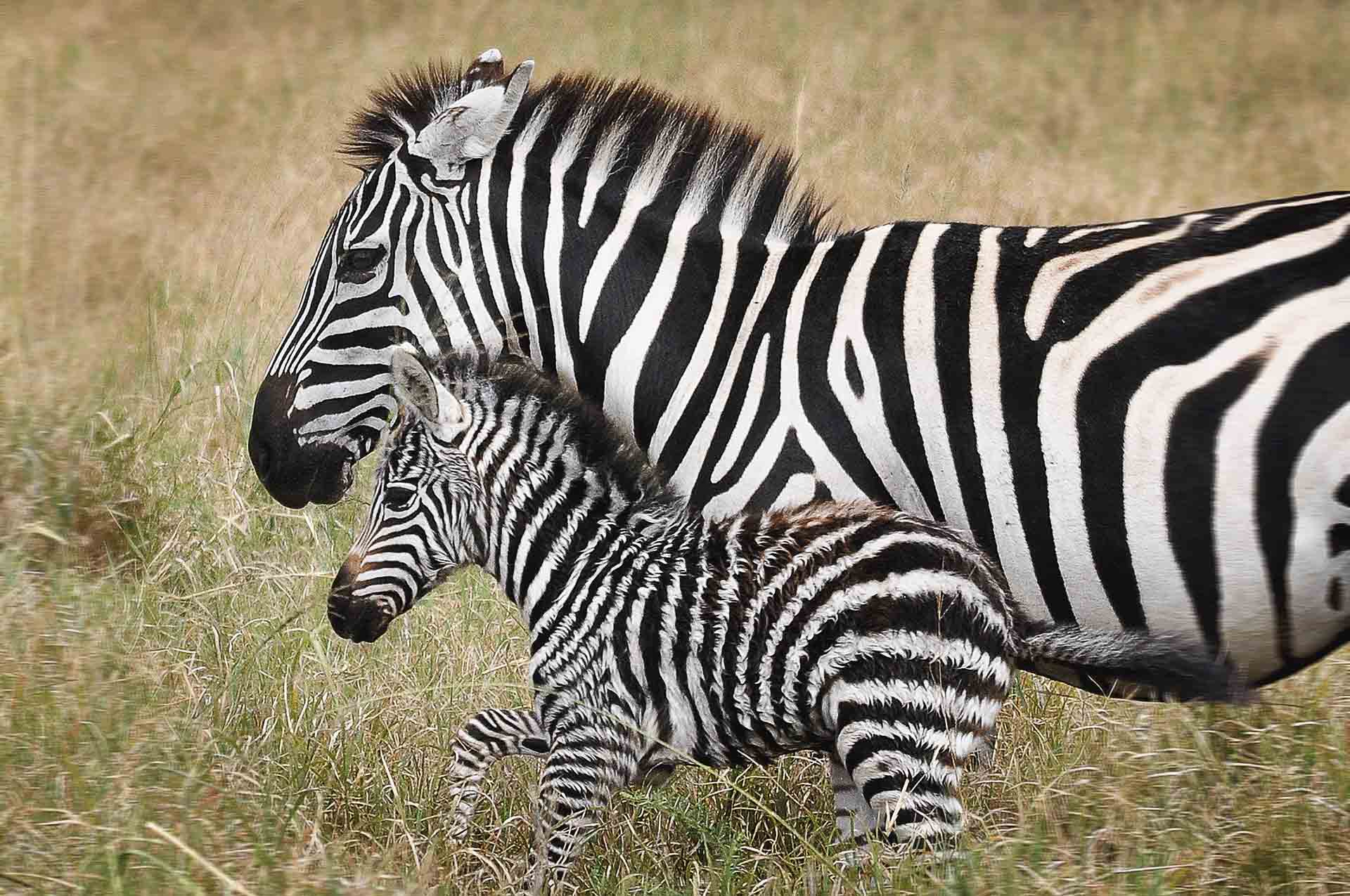 Tanzania_Zebra Tanzania, Zebra