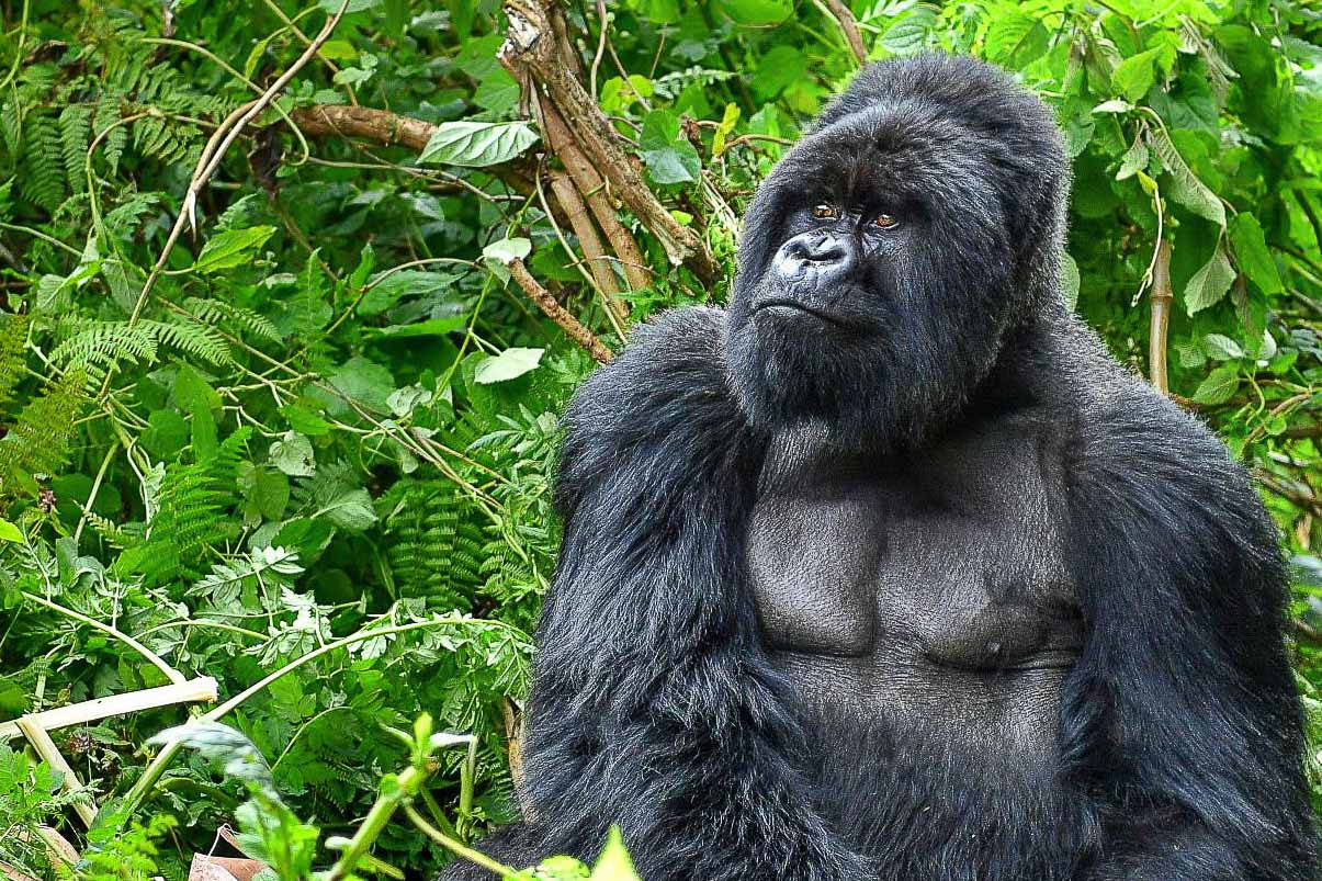 Uganda Uganda, gorilla