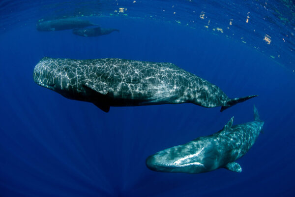 Dominica, valskådning, att göra