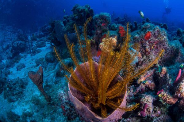 Dominica, dykning, att göra