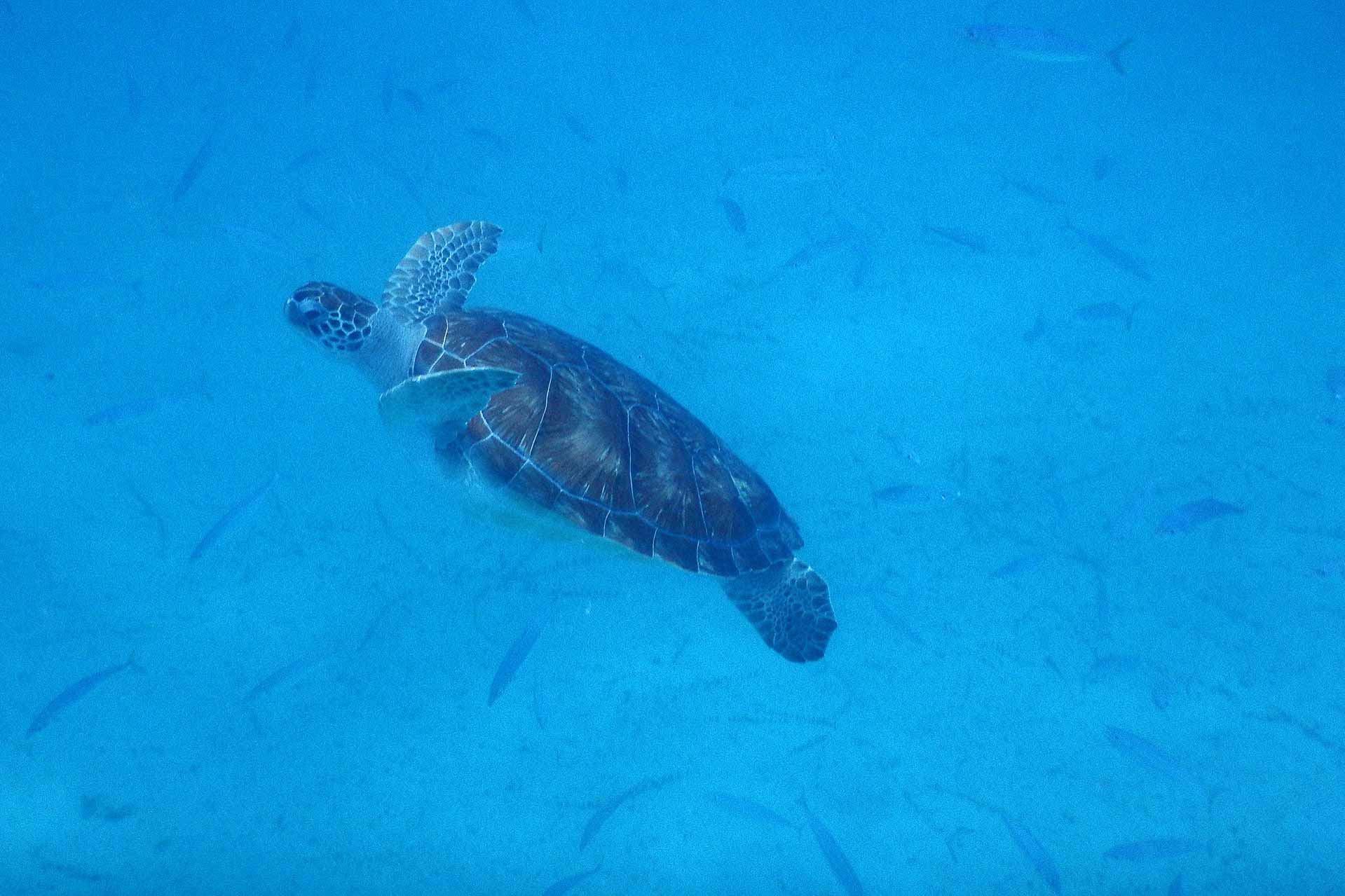 Barbados, att resa med barn till Barbados