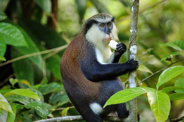 Grenada, Grand Étang National Park
