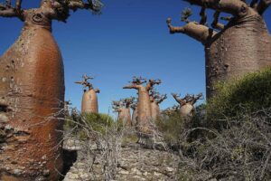 Stora Madagaskarresan