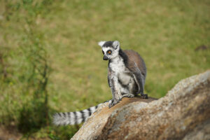 Stora Madagaskarresan Ambatomilo Michael-5 | Kenzan Travel Stora Madagaskarresan Michael-5