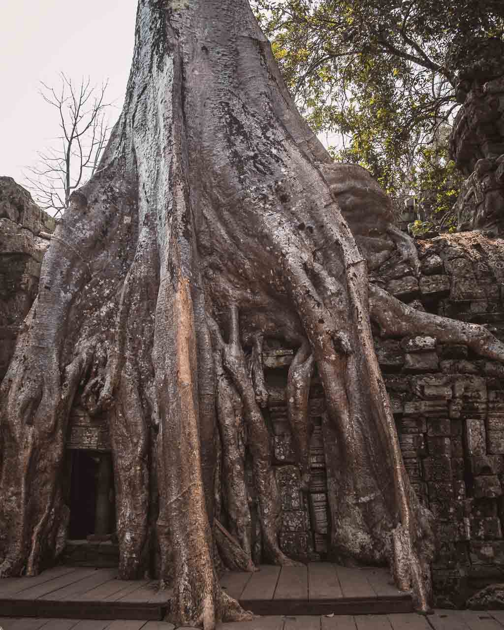 Kambodja, Angkor Wat (foto Cathinka)