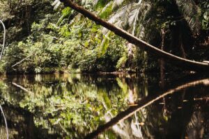 Borneo, Nanga Sumpa