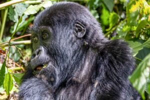 Uganda, Bwindi, gorilla