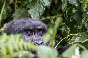 Uganda, Bwindi, gorilla