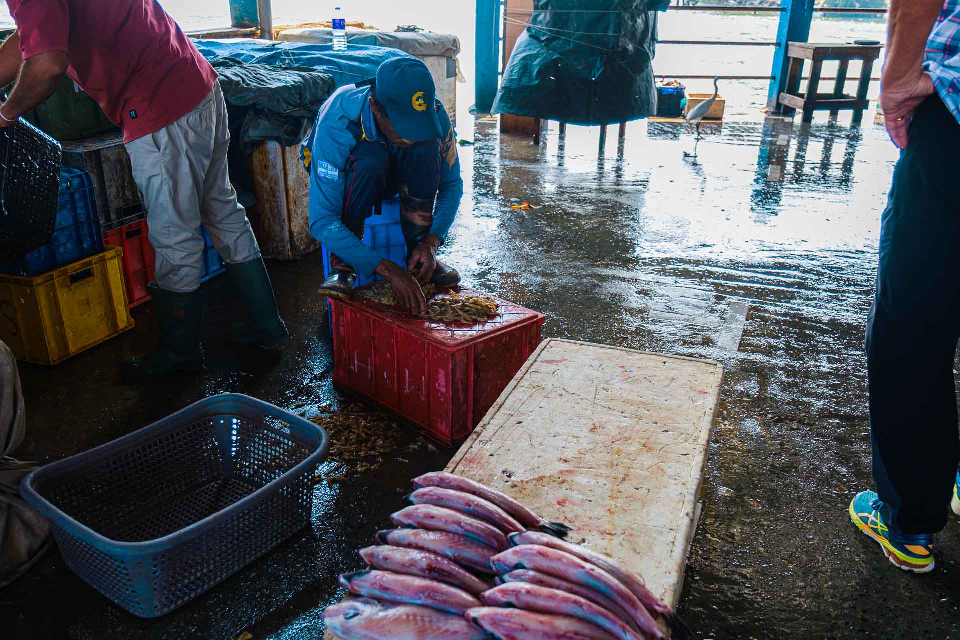 Rundresa Sri Lanka Negombi fiskmarknad Reseberättelse, rundresa på Sri Lanka