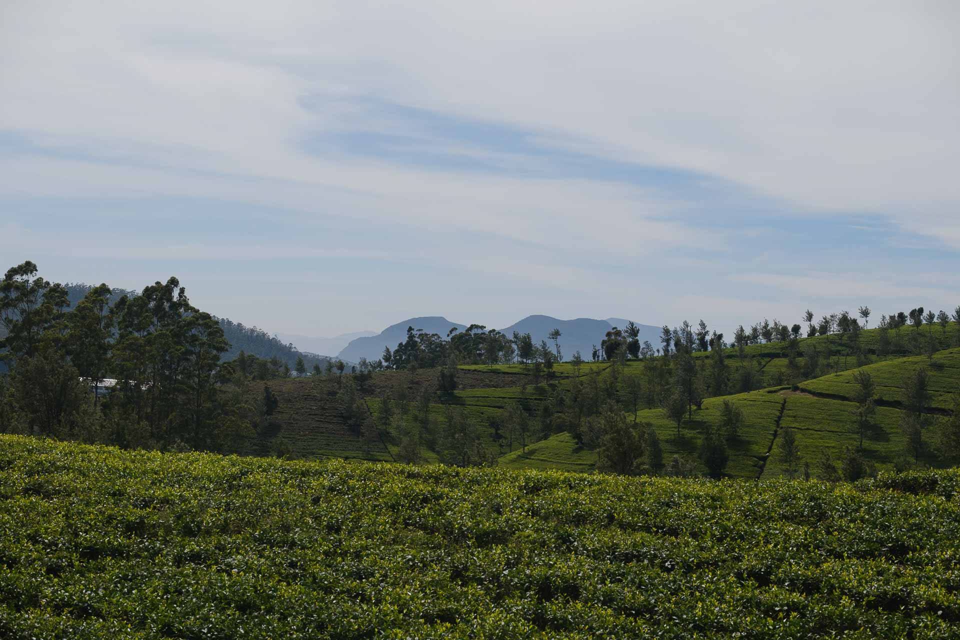 Rundresa Sri Lanka Nuwara Eliya Reseberättelse, rundresa på Sri Lanka
