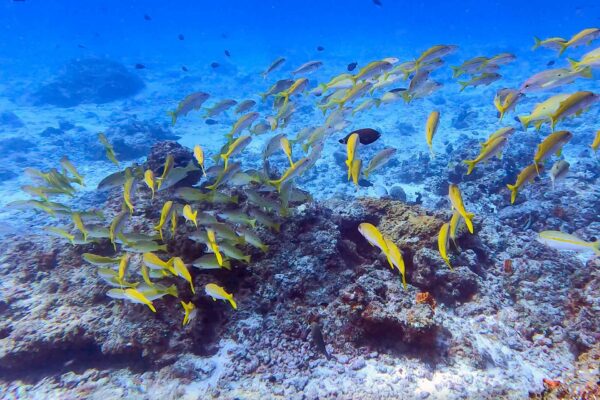 Zanzibar utflykter Mnemba snorkling | Kenzan Travel Våra utflykter på Zanzibar, Mnemba