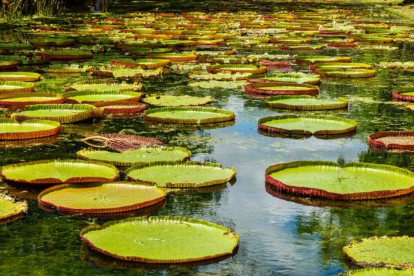 Mauritius, Pamplemousses
