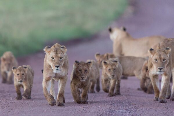 A pride of lions walking toward the camera on a dusty dirt road, with a green, blurred background behind them.