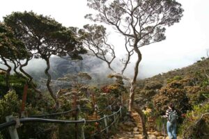 Borneo Kinabalu national park | Kenzan Travel Vandring i Kinabalu nationalpark