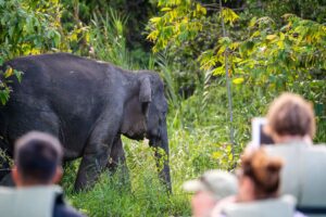 Borneo Kinabatanganfloden-2 | Kenzan Travel En elefant vid Kinabatanganfloden, Borneo