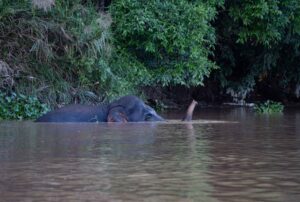 Elephant partially submerged in a river, near a lush, leafy riverbank.