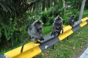 Malaysia Kuala Selangor | Kenzan Travel Apor i Malaysia Kuala Selangor