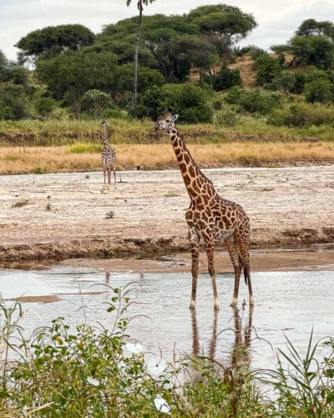 Tanzania safari Ellas familj-11 | Kenzan Travel Tanzania safari Ellas familj, oförglömliga djurmöten