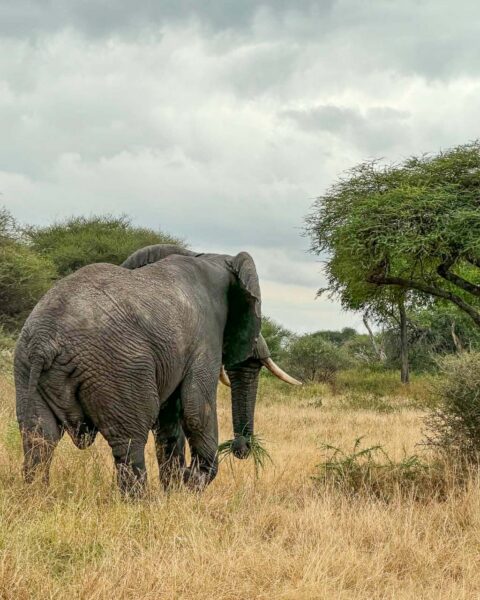 Tanzania safari Ellas familj-12 | Kenzan Travel Tanzania safari Ellas familj, oförglömliga djurmöten