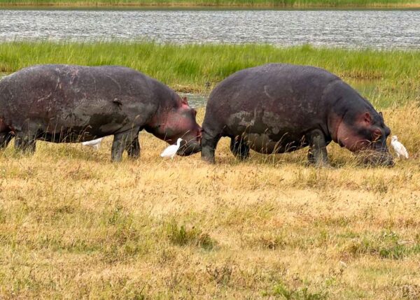 Tanzania safari Ellas familj-18 | Kenzan Travel Two large hippos grazing on grass near a water body, with white birds nearby.