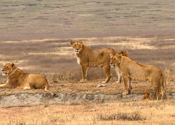 Tanzania safari Ellas familj-19 | Kenzan Travel Tanzania safari Ellas familj, oförglömliga djurmöten