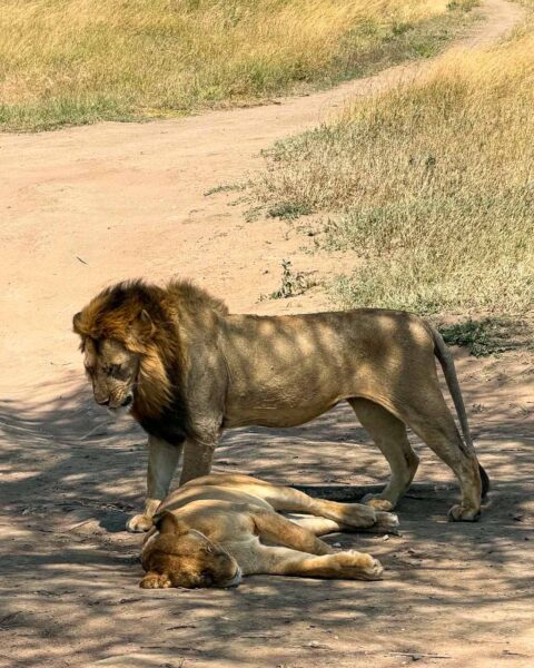 Tanzania safari Ellas familj-20 | Kenzan Travel Tanzania safari Ellas familj, oförglömliga djurmöten