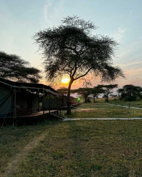 Tanzania safari Ellas familj-21 | Kenzan Travel Sunset behind a bare-branched tree at a campsite with canvas tents to the left.