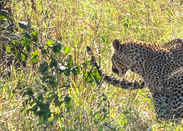 Tanzania safari Ellas familj-23 | Kenzan Travel Tanzania safari Ellas familj, möte med leopard