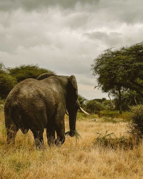 Tanzania safari Ellas familj-4 | Kenzan Travel Tanzania safari Ellas familj, oförglömliga djurmöten
