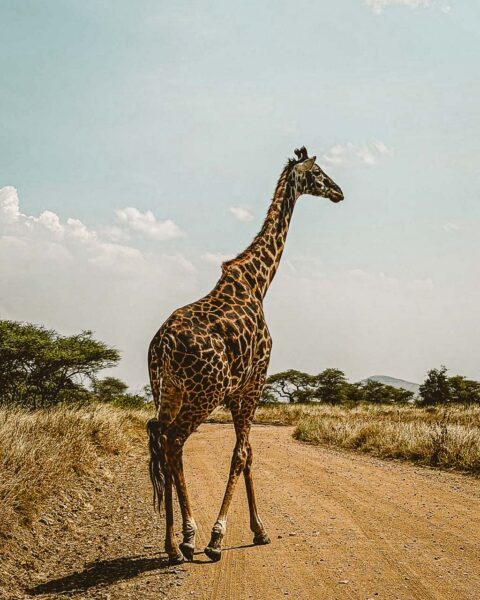 Tanzania safari Ellas familj-9 | Kenzan Travel Tanzania safari Ellas familj, oförglömliga djurmöten