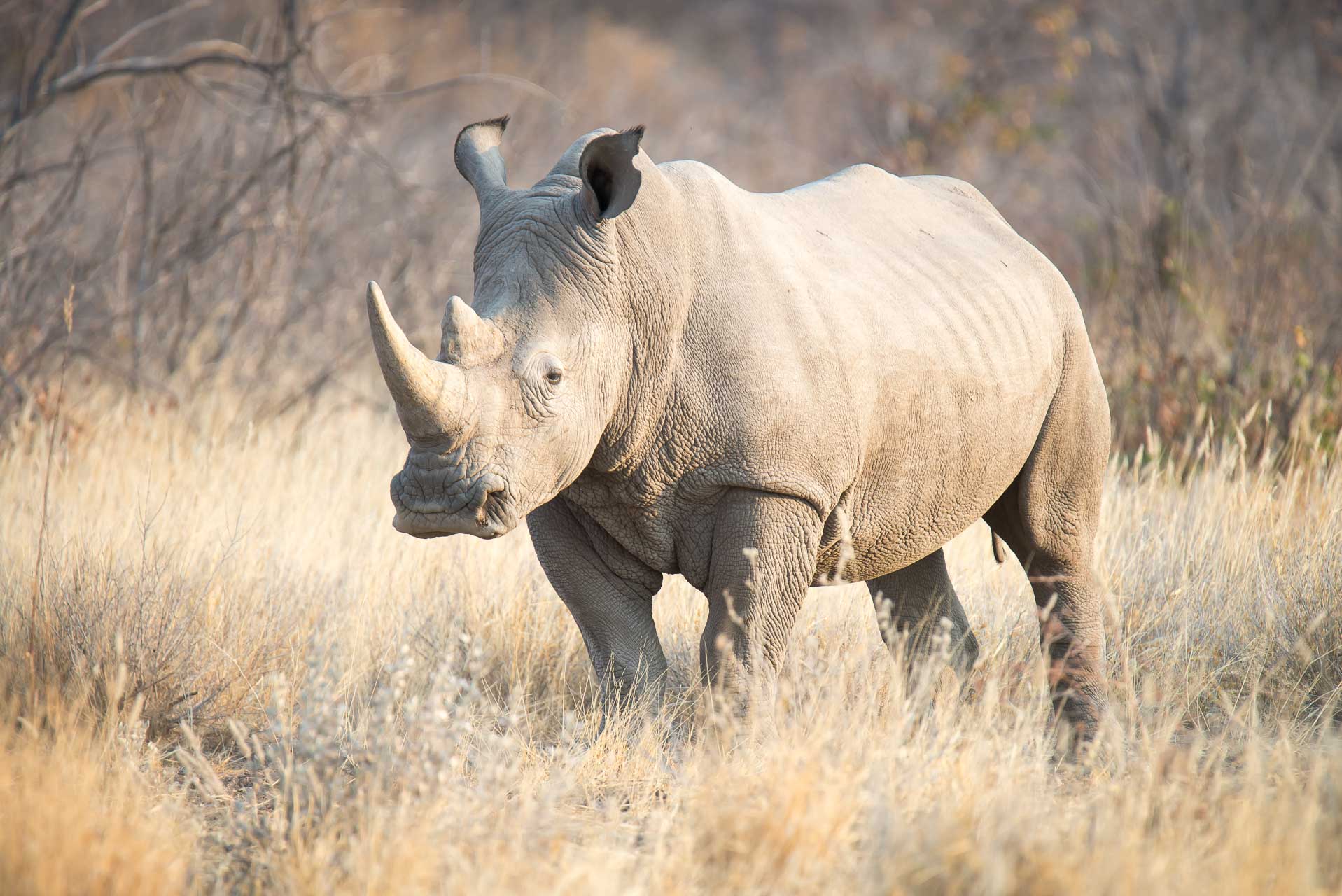 Namibia Etosha-2 | Kenzan Travel Resor till Namibia med besök i Windhoek, Etosha, Swakopmund, Sossusvlei