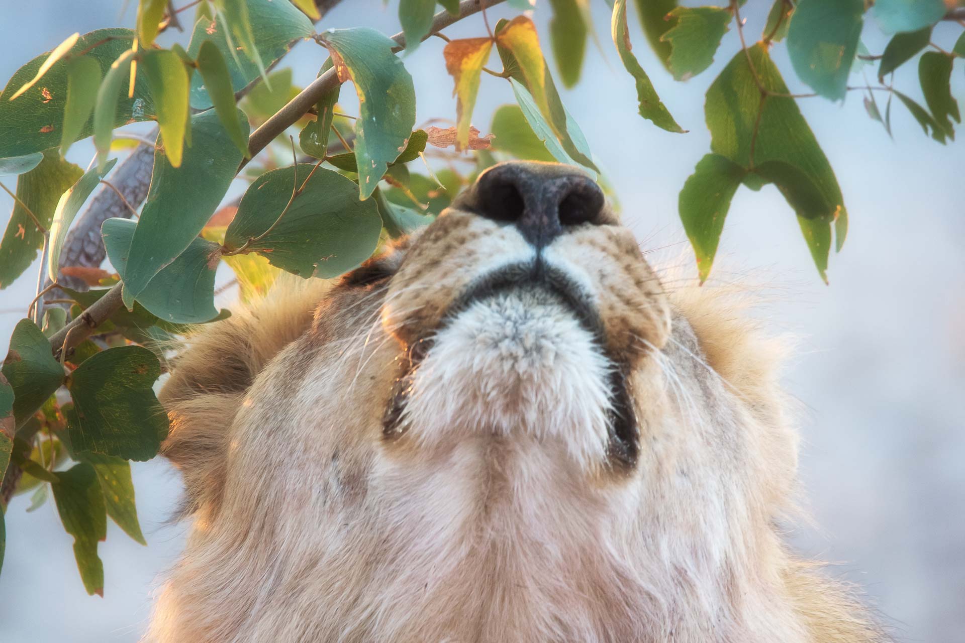 Namibia Etosha-3 | Kenzan Travel Close-up of a dog's nose and mouth as it looks up at the camera, with green leaves overhead against a blue sky background.