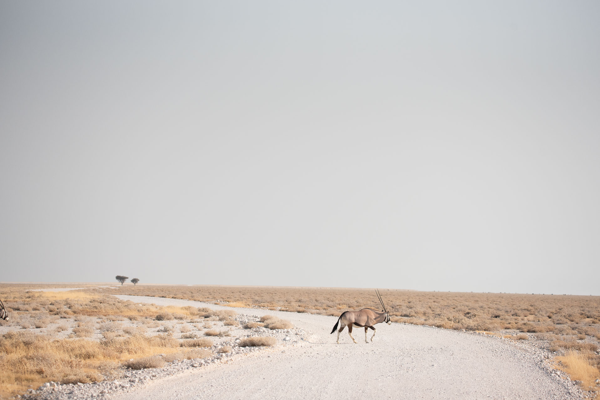 Namibia Etosha-4 | Kenzan Travel Desert landscape with a pale blue sky, a dirt road, and an antelope grazing in the foreground with two distant trees on the horizon.