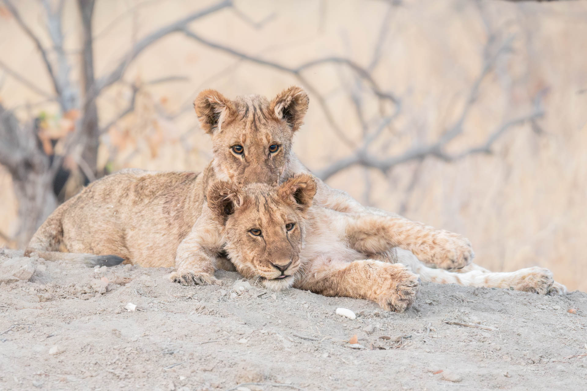 Namibia Etosha | Kenzan Travel Two lion cubs lounging on a sandy ground, one resting on top of the other in a naturalistic enclosure.
