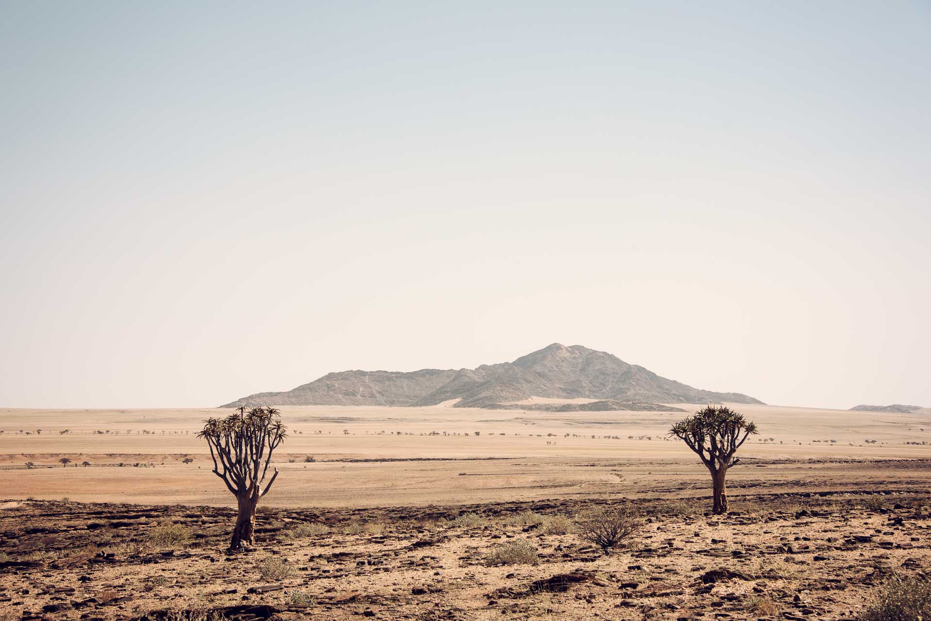 Namibia Sesriem | Kenzan Travel Desert landscape with sparse, gnarled trees in the foreground and a distant mountain range under a pale sky.