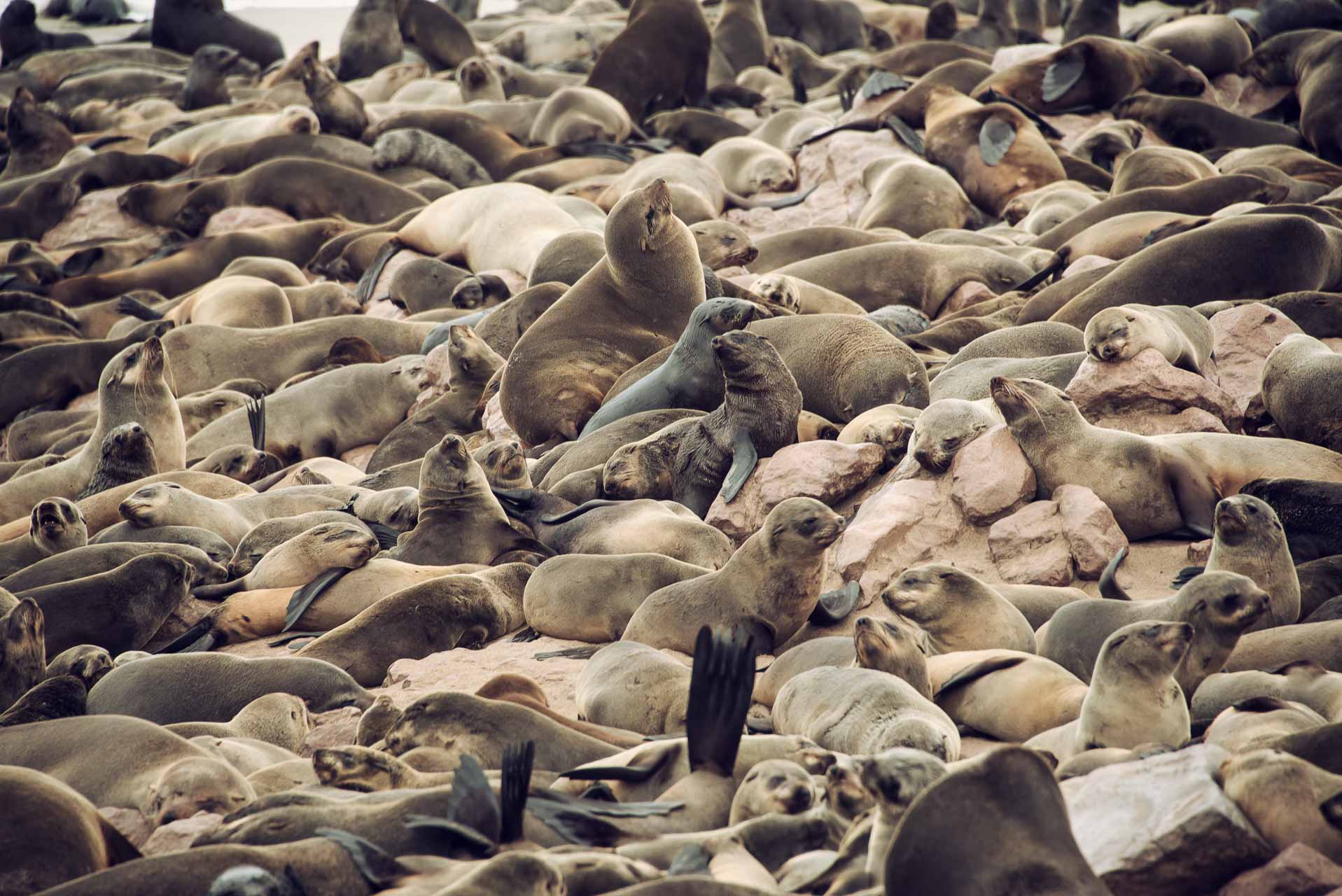 Namibia Skeleton Coast | Kenzan Travel Dense colony of seals lounging on a rocky shore, covering the rocks as far as the eye can see